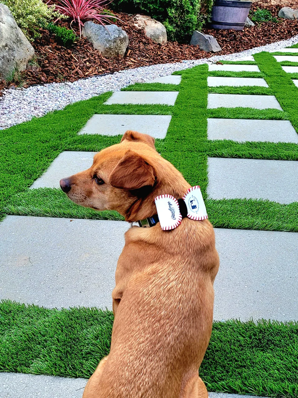 St. Paul Saints Repurposed Baseball Dog Bow-Tie - Image 2
